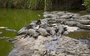 парк крокодилов.jpg